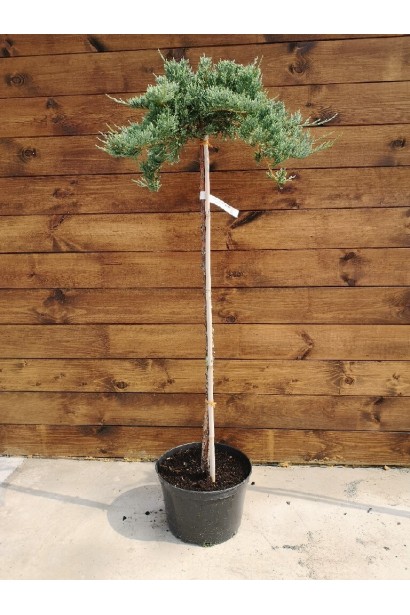 Ялівець горизонтальний Блю Чіп на штамбі в горщику